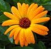 calendula