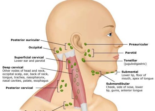 Swollen Lymph Nodes in the Neck: Causes, Cancer Signs & When to Worry