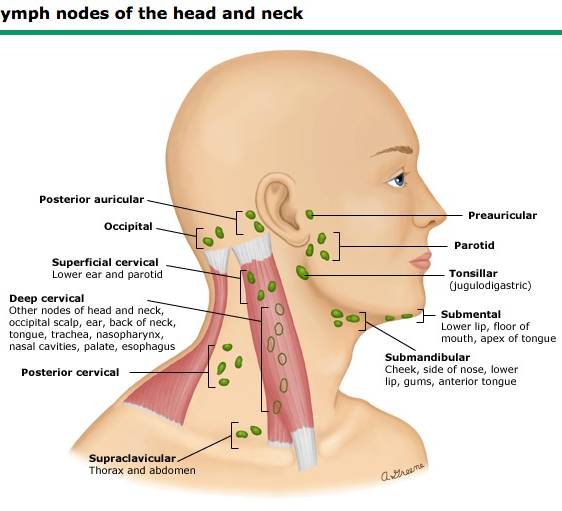 Swollen Lymph Nodes in the Neck: Causes, Cancer Signs & When to Worry