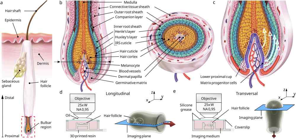 Latest Breakthroughs in Hair Growth: New Science, New Treatments, and Emerging Trends in 2025